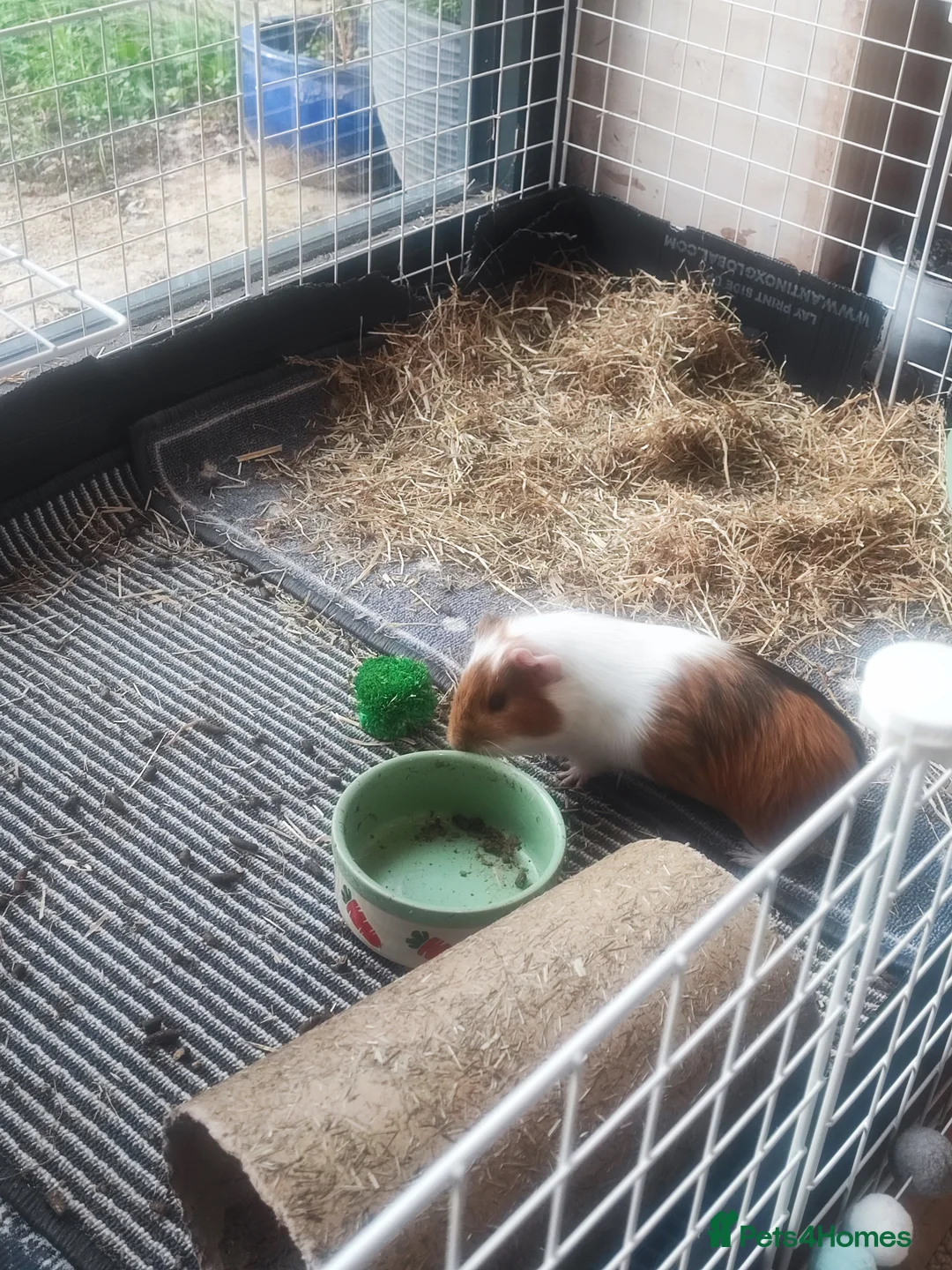 Guinea Pig rodents for sale: 2 male guinea and pen in Chester - Advert 2
