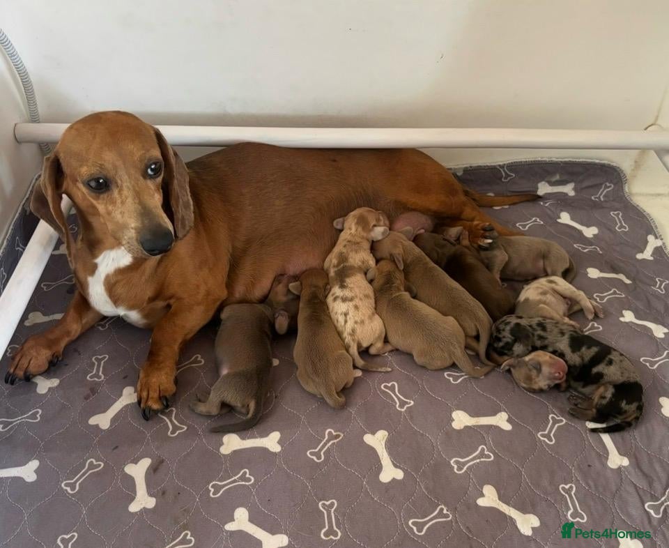 Dachshund dogs Standard Dachshund Puppies - Advert 1
