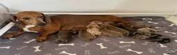 Dachshund dogs for sale: Standard Dachshund Puppies in Eye - Advert 1