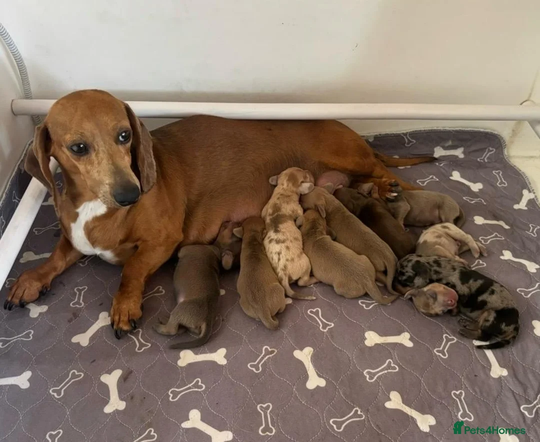 Dachshund dogs for sale: Standard Dachshund Puppies in Eye - Advert 1