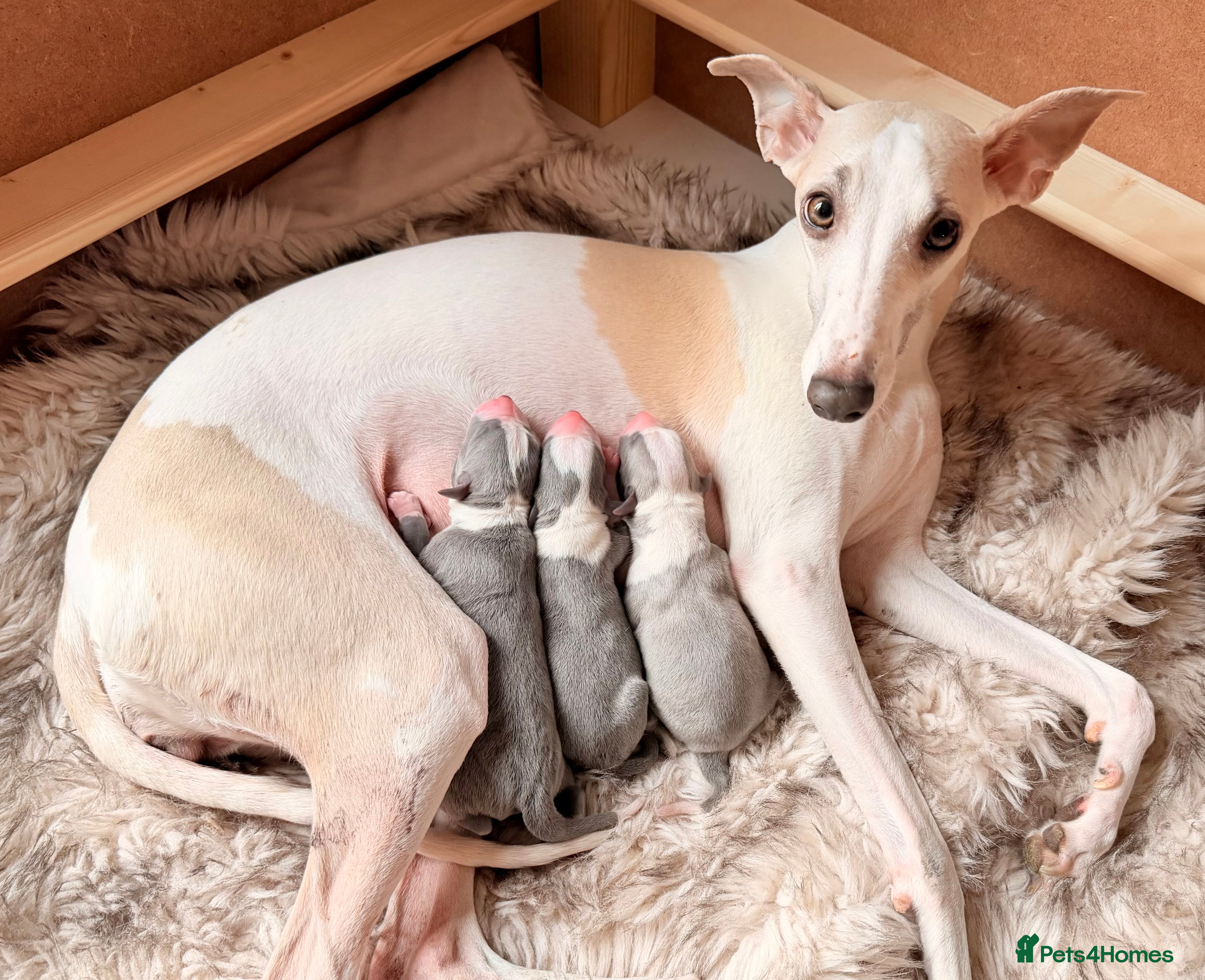 Whippet dogs Stunning Kennel Club Registered Whippet Puppies 🐾 - Advert 1