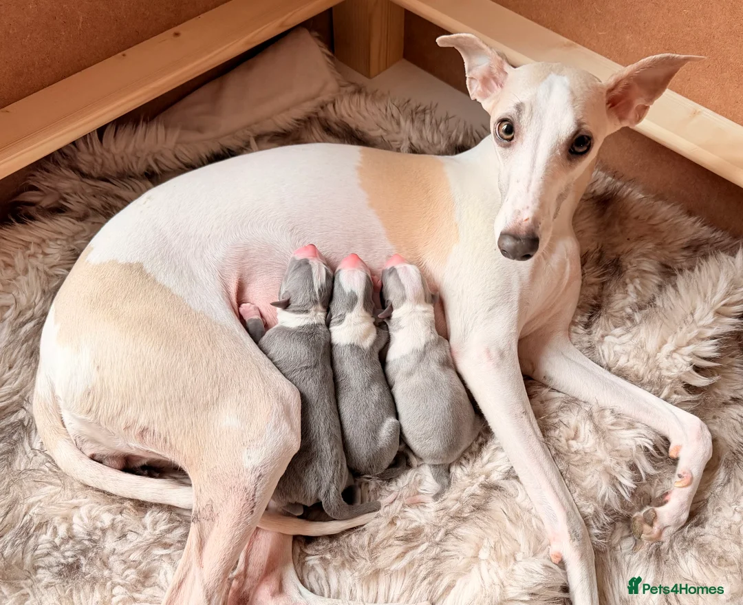 Whippet dogs for sale: Stunning Kennel Club Registered Whippet Puppies 🐾 - Advert 1