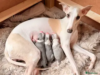 Whippet dogs Stunning Kennel Club Registered Whippet Puppies 🐾 - Advert 1