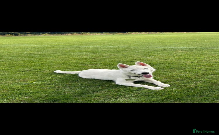 Siberian Husky dogs - Advert 5