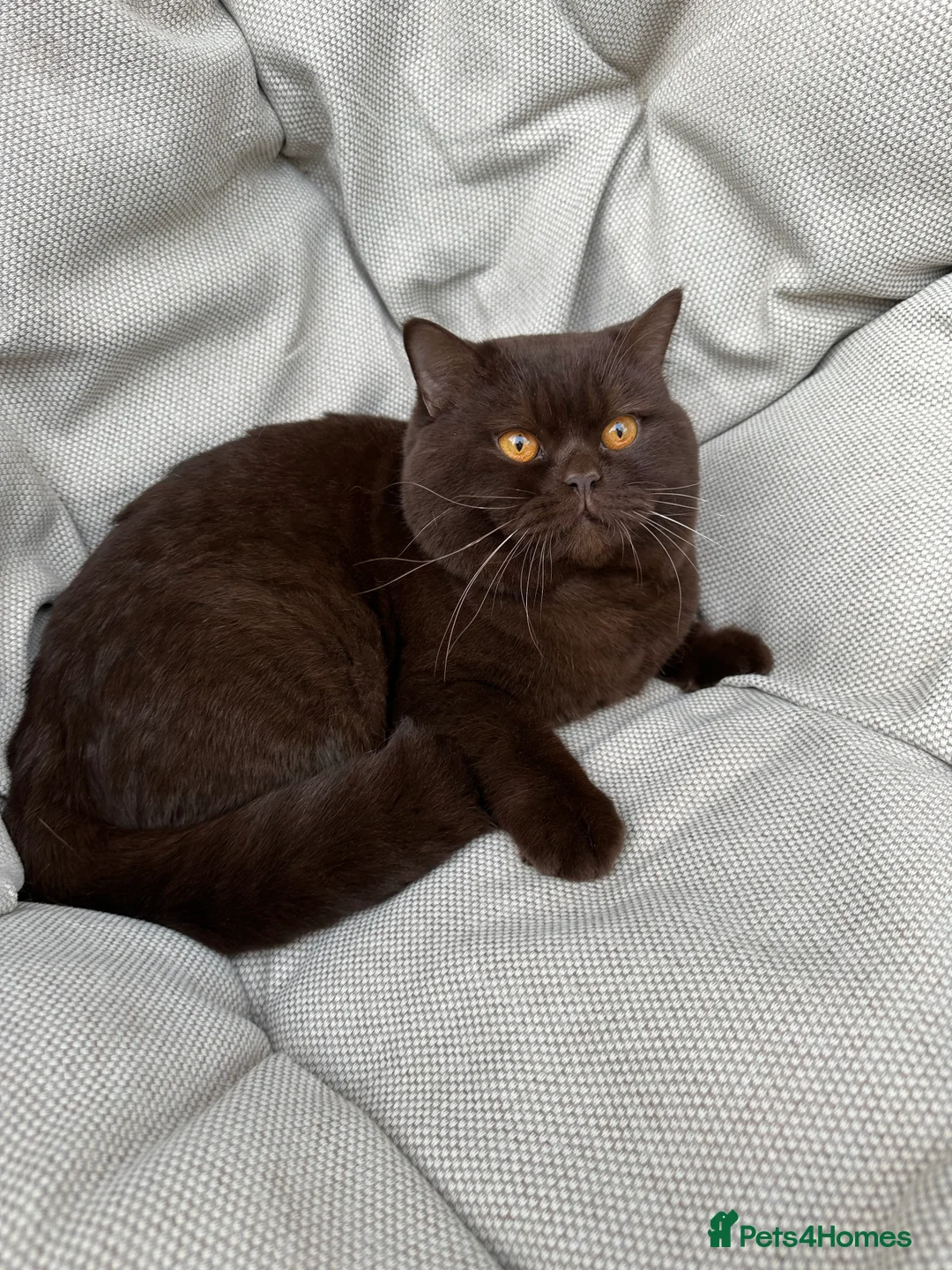 British Shorthair cats for sale: British Shorthair Chunky kittens - Advert 35