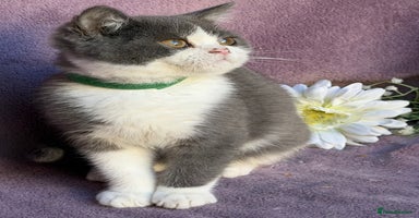 British Shorthair cats - Advert 13