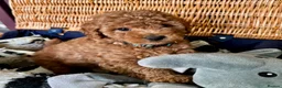 Miniature Poodle dogs for sale: Miniature Poodle puppies. Health tested parents!  - Advert 30