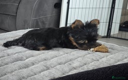 Yorkshire Terrier dogs for sale: Tiny gorgeous baby yorkies  - Image 22