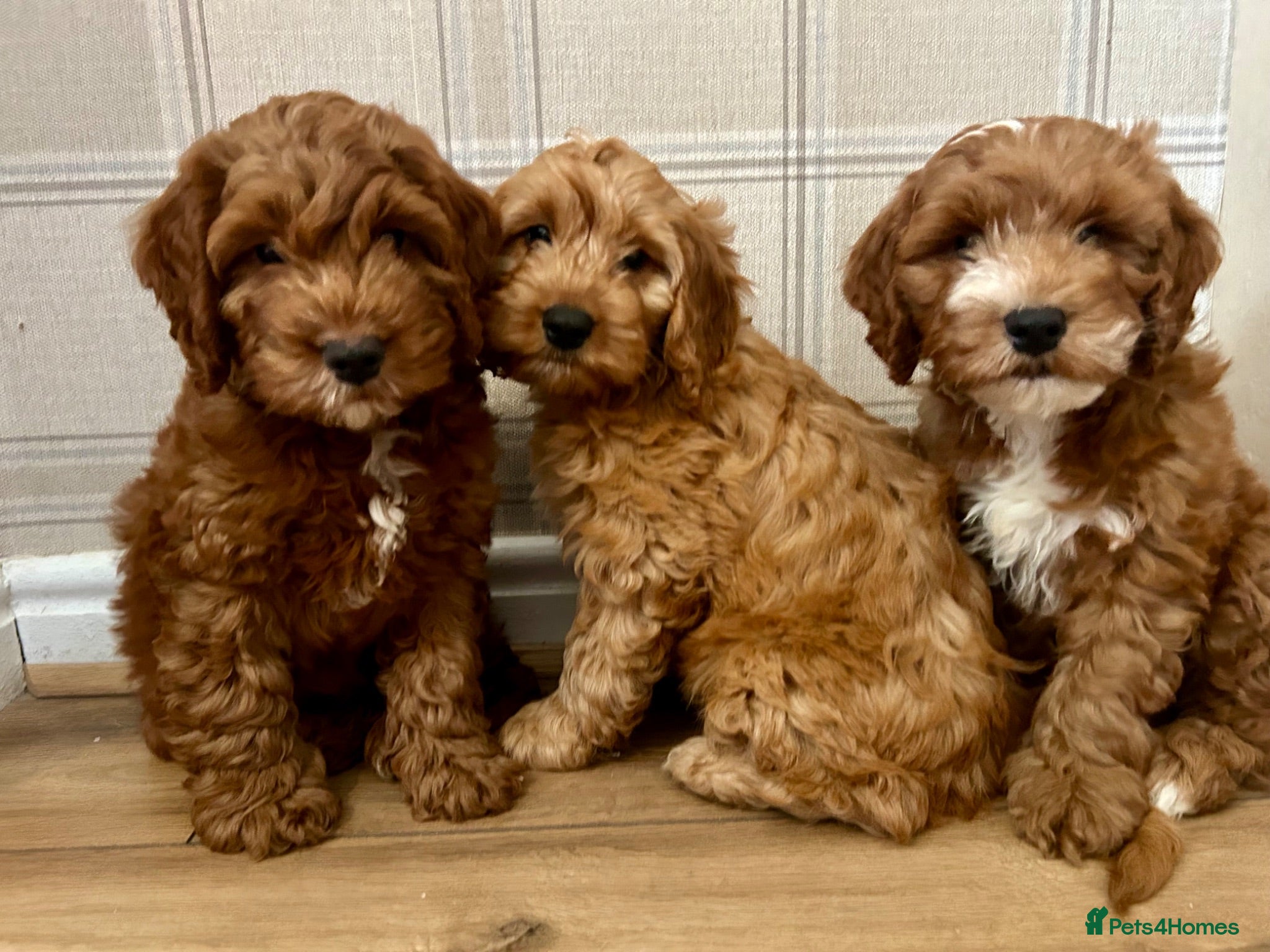 Cockapoo dogs Outstanding cockapoo puppies  - Advert 2