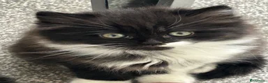 British Shorthair 2