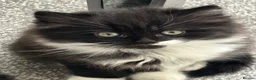 British Shorthair cats for sale: British shorthair cross Domestic longhair kittens  in Chesterfield - Advert 4