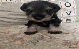 Miniature Schnauzer dogs for sale: Pepper & Salt miniature Schnauzer pups for sale  - Image 15