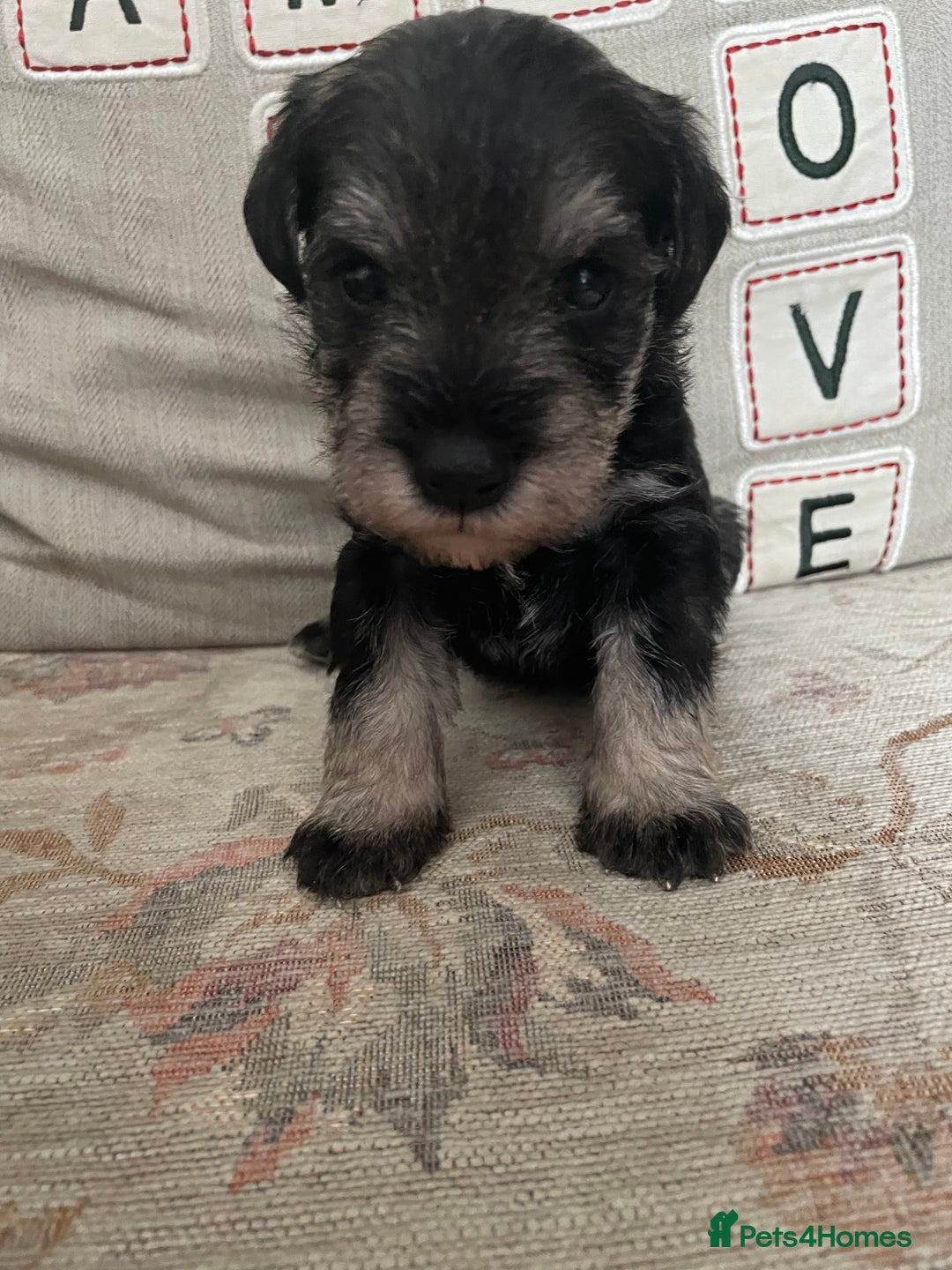 Miniature Schnauzer dogs for sale: Pepper & Salt miniature Schnauzer pups for sale  - Image 15
