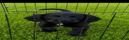 Cocker Spaniel dogs for sale: Cocker spaniel puppies for sale  in Southampton - Advert 3