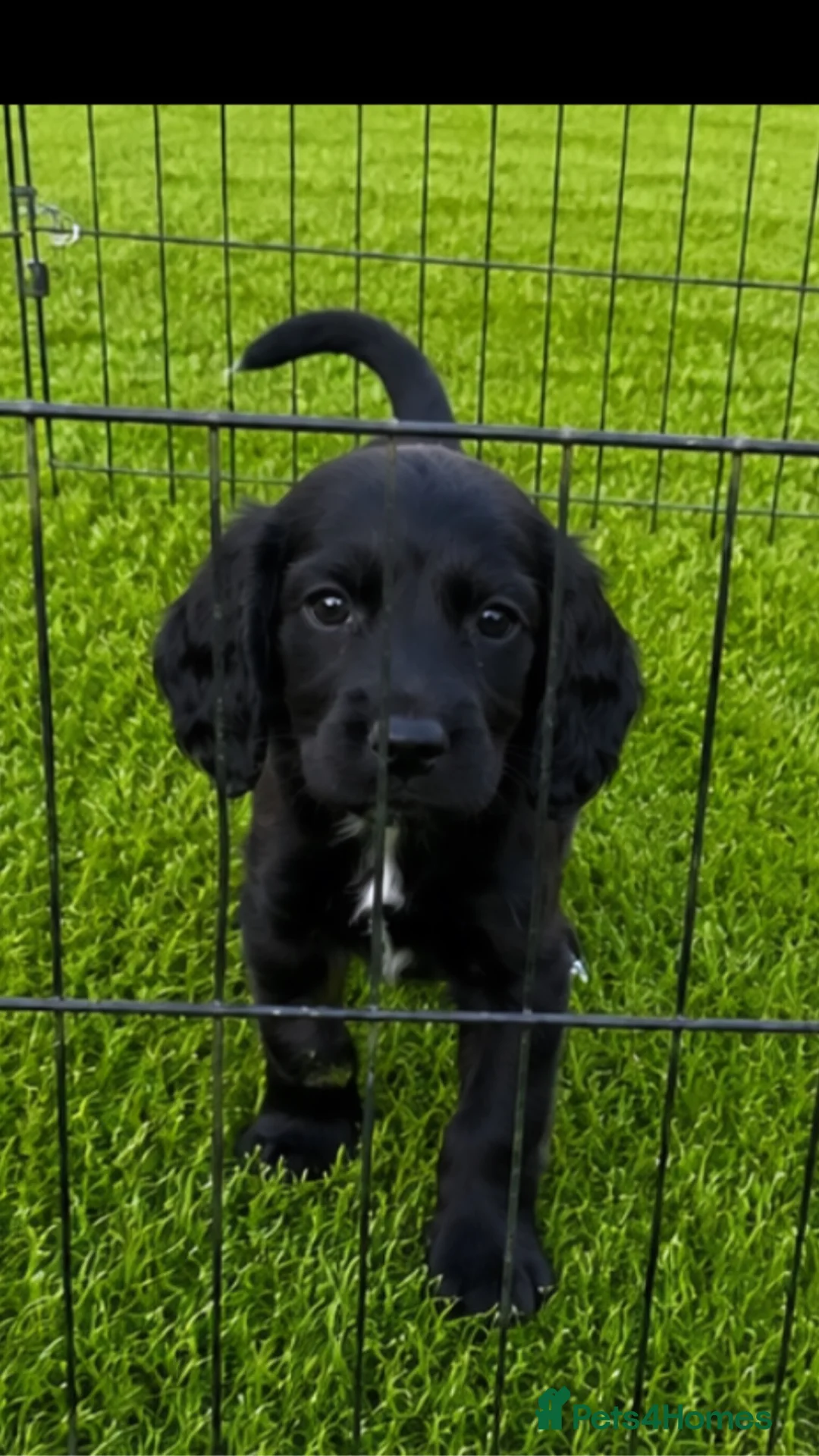 Cocker Spaniel dogs for sale: Cocker spaniel puppies for sale  in Southampton - Advert 3