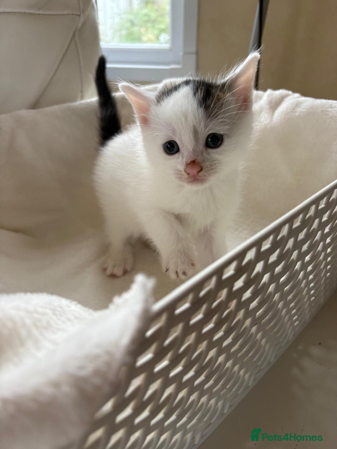 British Shorthair cats for sale: British Shorthair Kittens!  - Image 4