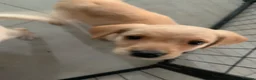 Goldador dogs for sale: Stunning Goldador Puppies - Advert 11