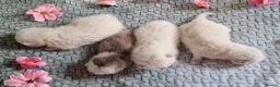 British Shorthair cats for sale: 💖GOLDEN & SILVER BSH & BLH KITTENS💖 - Advert 9