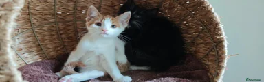 Mixed Breed 3
