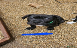 Cane Corso dogs for sale:  Cane corso puppies in Sheffield - Image 19