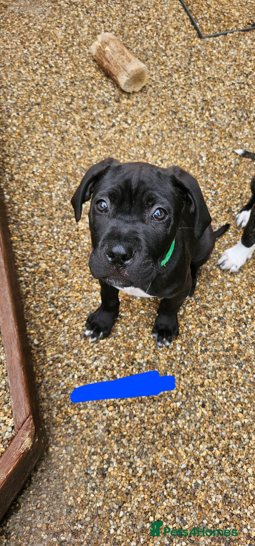 Cane Corso dogs for sale:  Cane corso puppies in Sheffield - Image 19