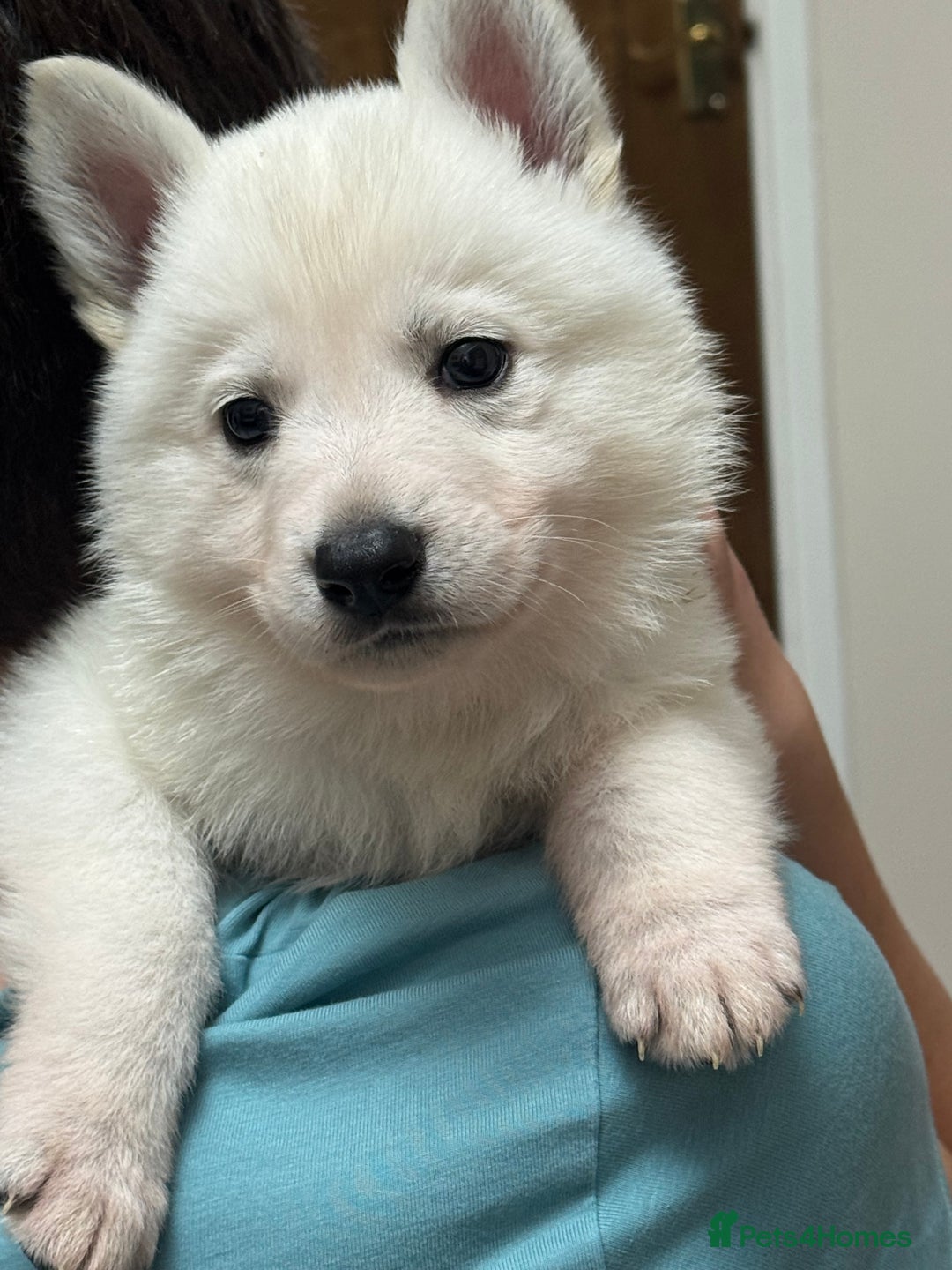 White Swiss Shepherd dogs for sale: WSS One boy and one girl available  - Advert 7