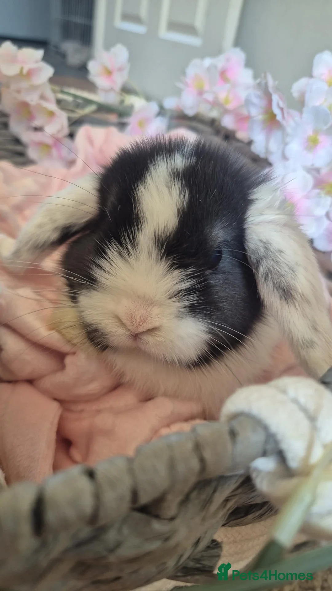 English Lop rabbits for sale: 4 lovely little bunnys  - Advert 1