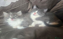 British Longhair cats for sale: Stunning British Shorthair x Siberian Kittens  - Image 1