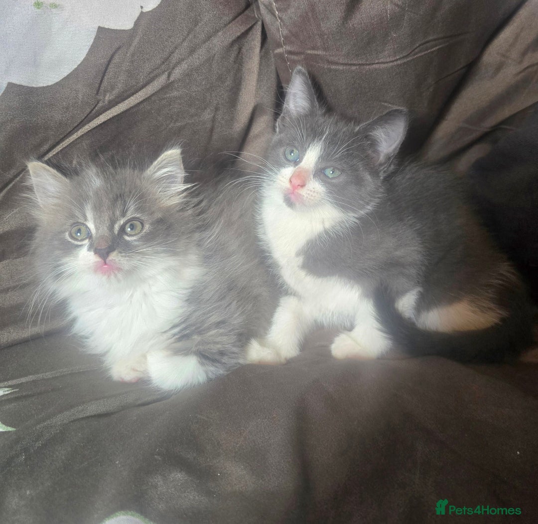British Longhair cats for sale: Stunning British Shorthair x Siberian Kittens  - Image 1