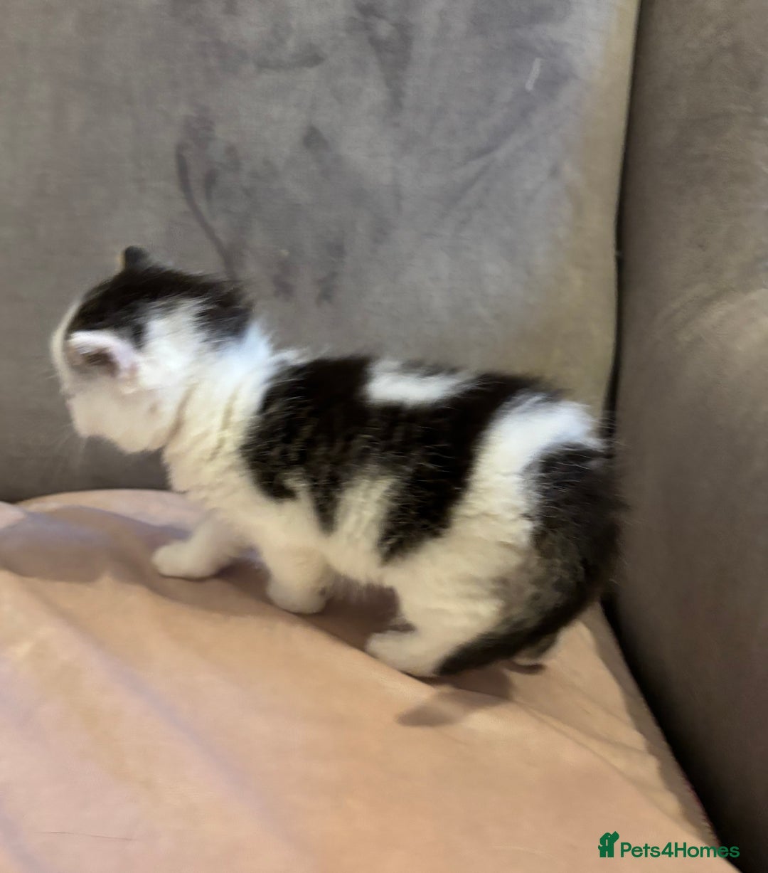 Mixed Breed cats for sale: Kittens stunning Mainecoon cross babies 🐈❤️ - Advert 13