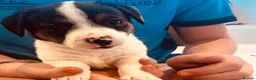 Jack Russell dogs for sale: 3 Jack Russell Boys - Advert 8