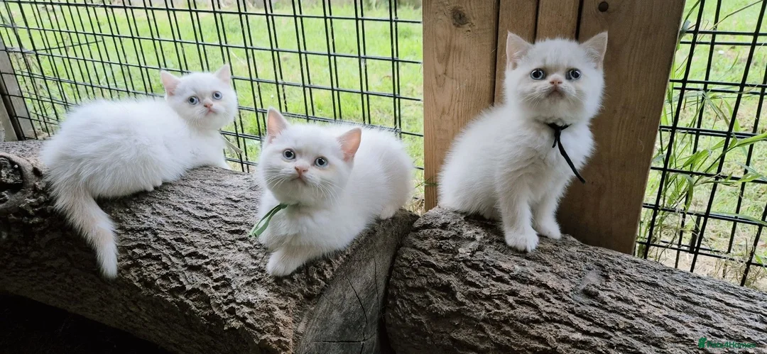 Persian cats for sale: Persian x BSH - Advert 1
