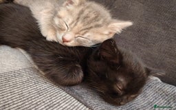 British Shorthair cats for sale: 3 kittens ready to leave  - Image 1