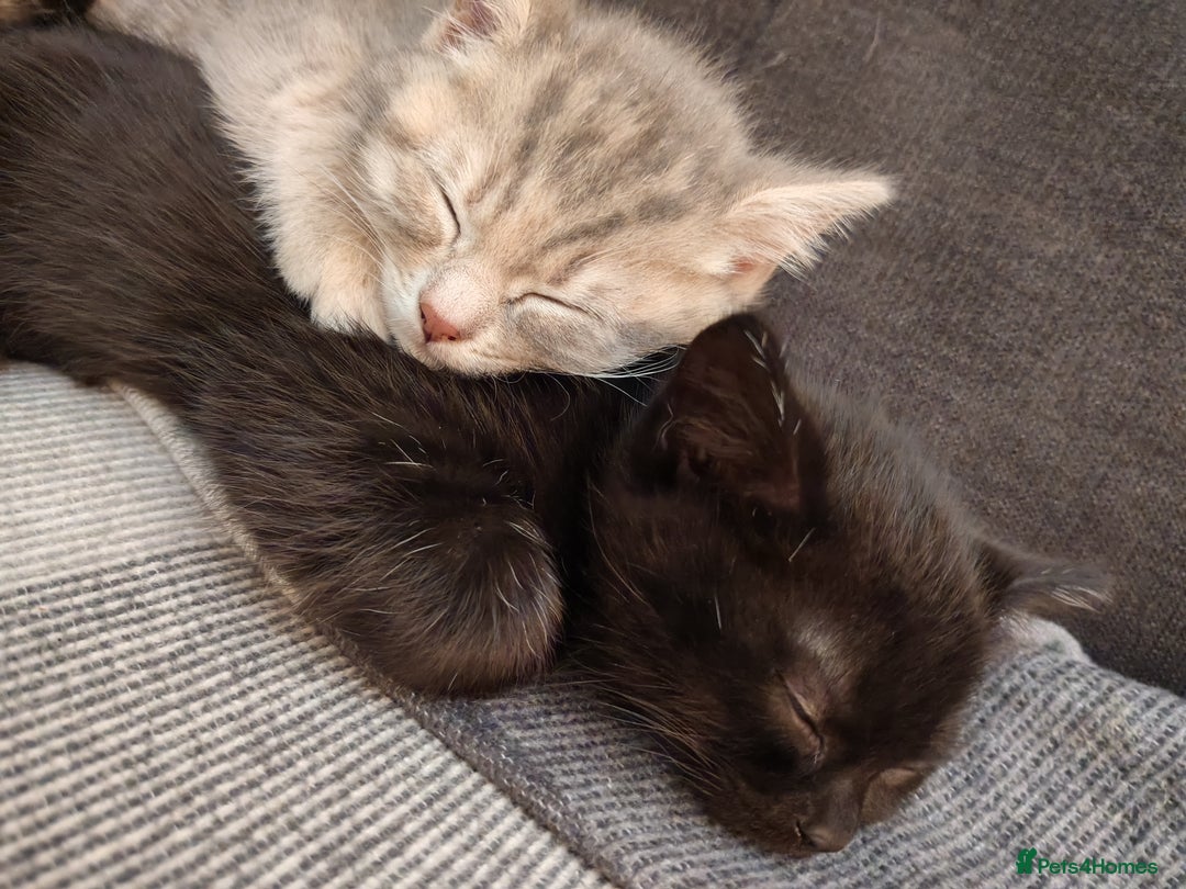British Shorthair cats for sale: 3 kittens ready to leave  - Image 1