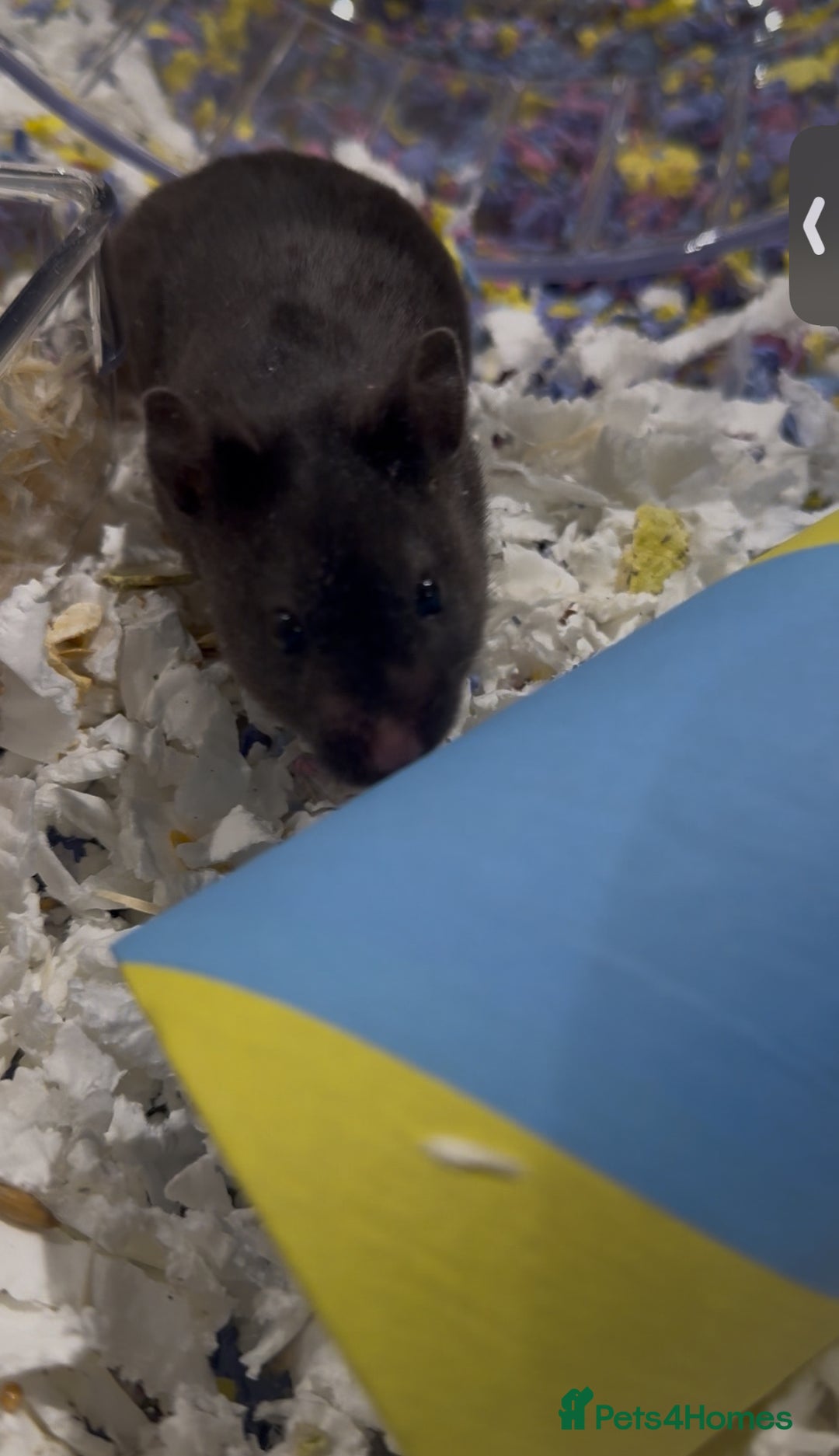 Hamster rodents for sale: Meet Sootie, Male Syrian for Adoption - Advert 2