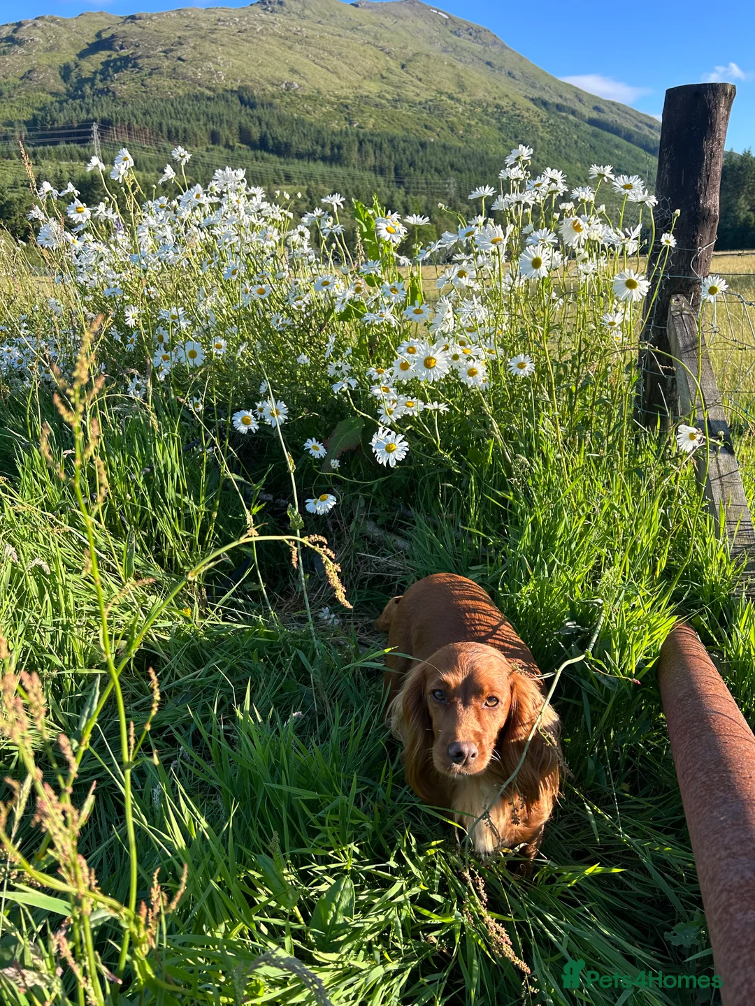 Cocker Spaniel dogs for sale: 2 cocker spaniels left and ready to go! in Crianlarich - Advert 2