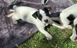 Jack Russell dogs for sale: Last two beautiful Jack Russell bitches - Image 2