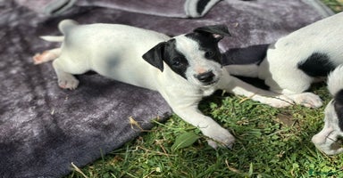 Jack Russell dogs - Advert 10