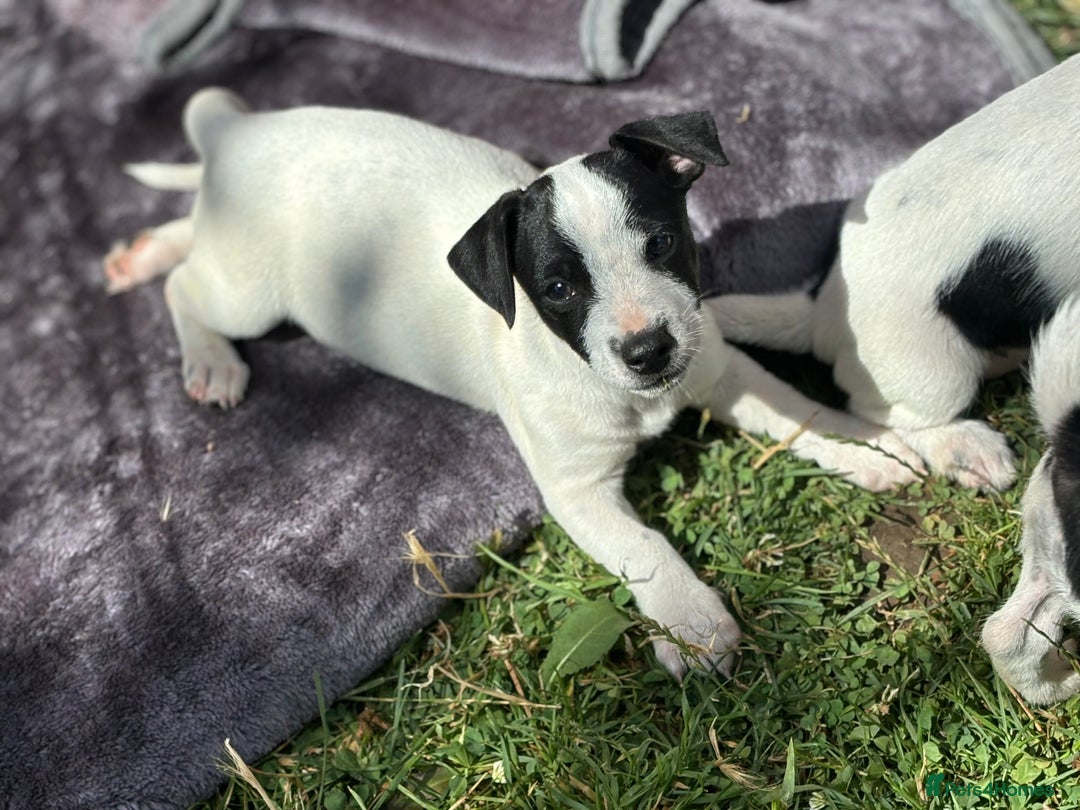 Jack Russell dogs for sale: Last two beautiful Jack Russell bitches - Image 2
