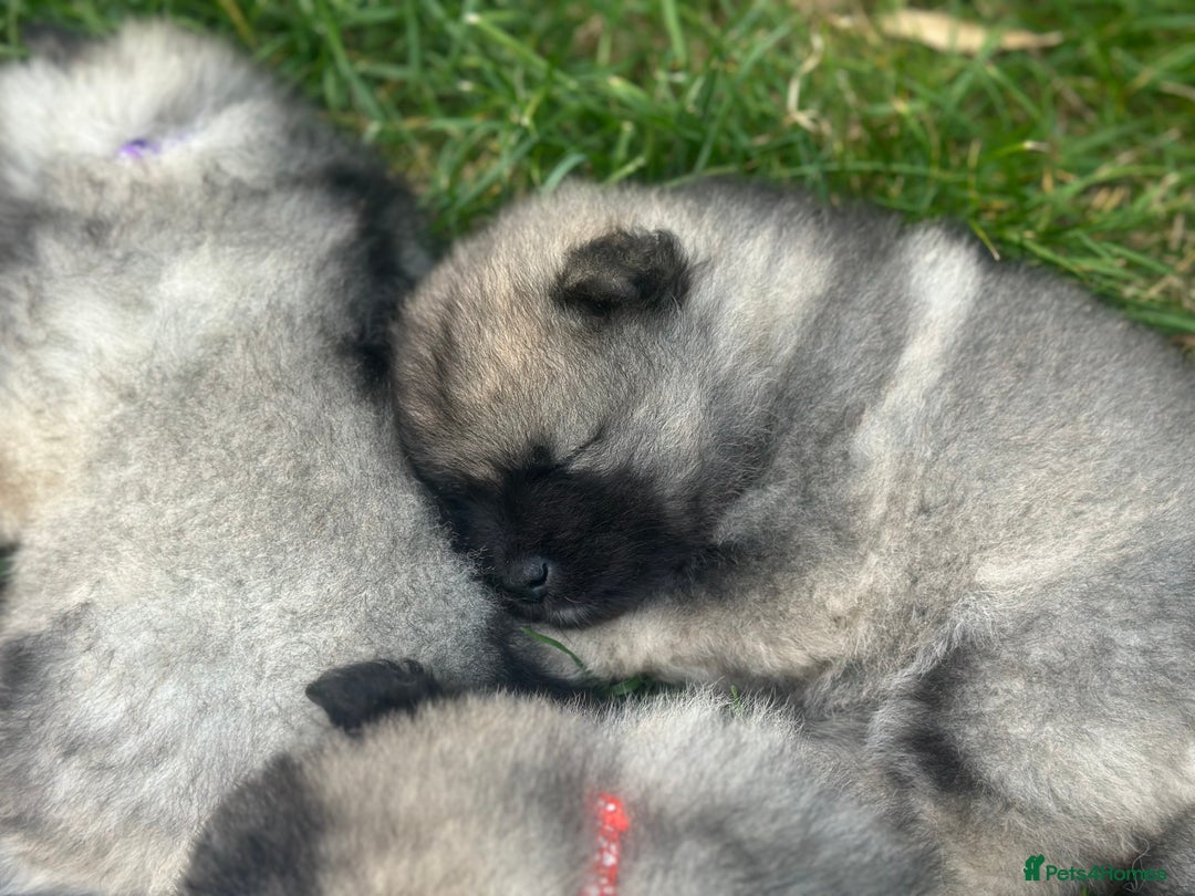 Keeshond dogs for sale: One female available  - Image 8