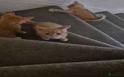 Mixed Breed cats for sale: Ginger kitten male left  - Image 3