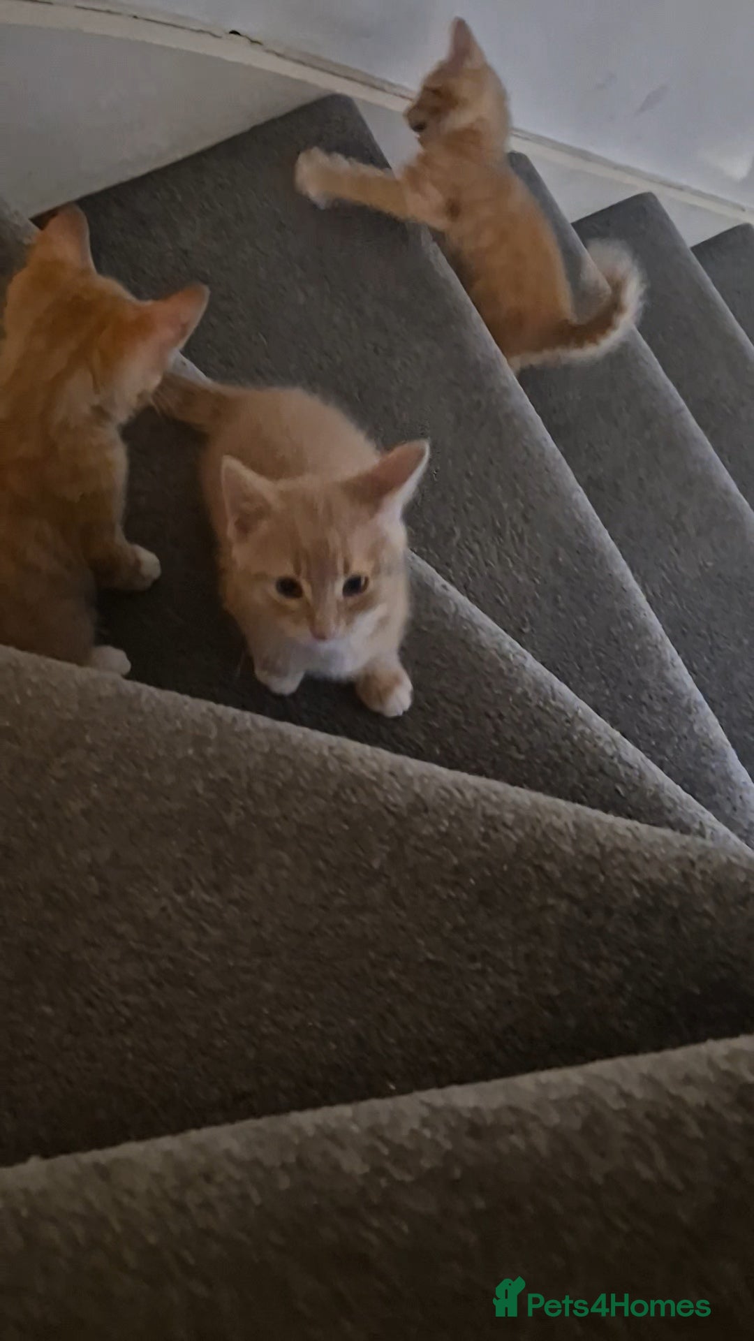 Mixed Breed cats for sale: Ginger kitten male left  - Image 3