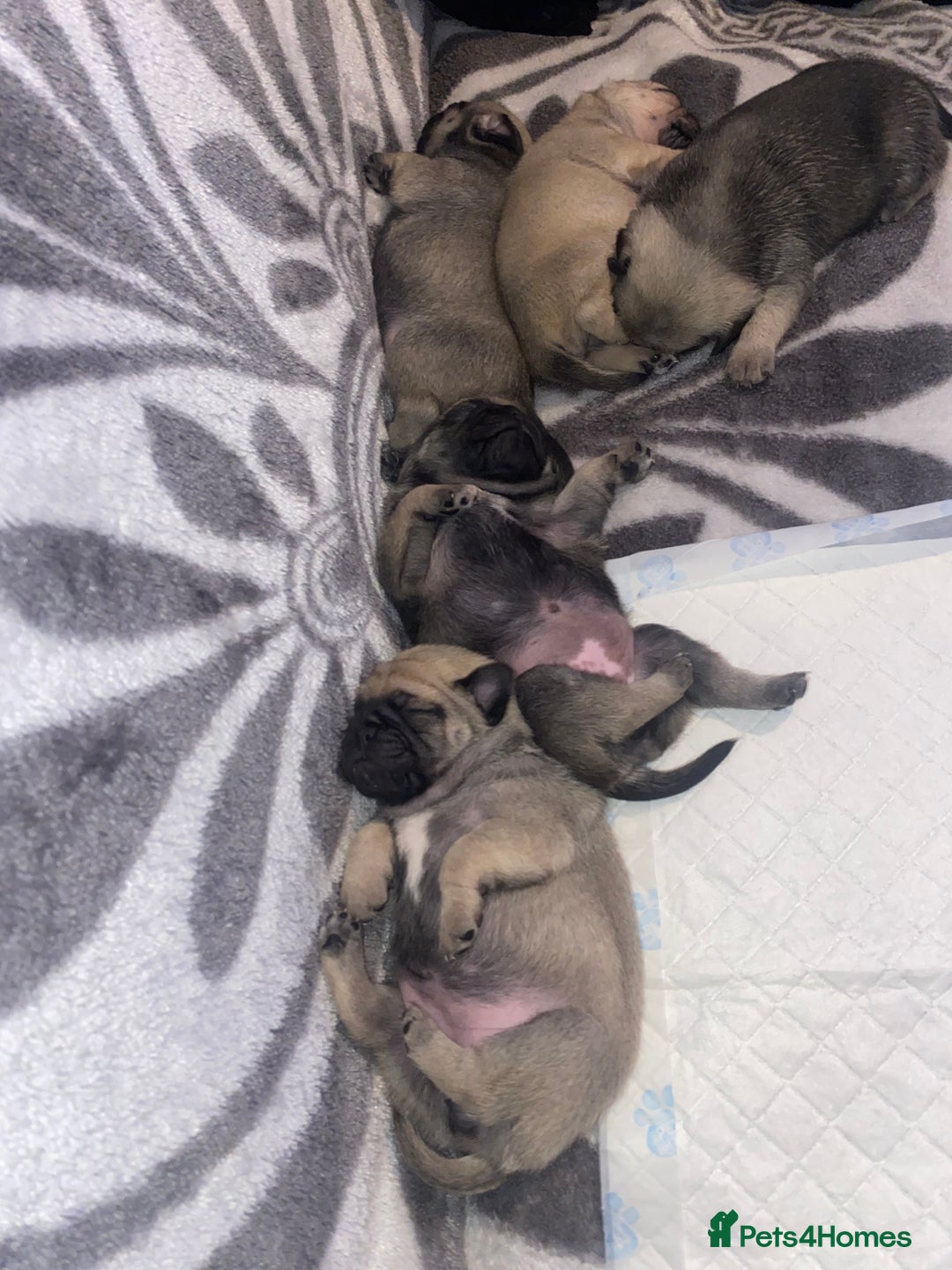 Pug dogs for sale: Beautiful Purebred Pug Puppies for Loving Homes - Advert 1