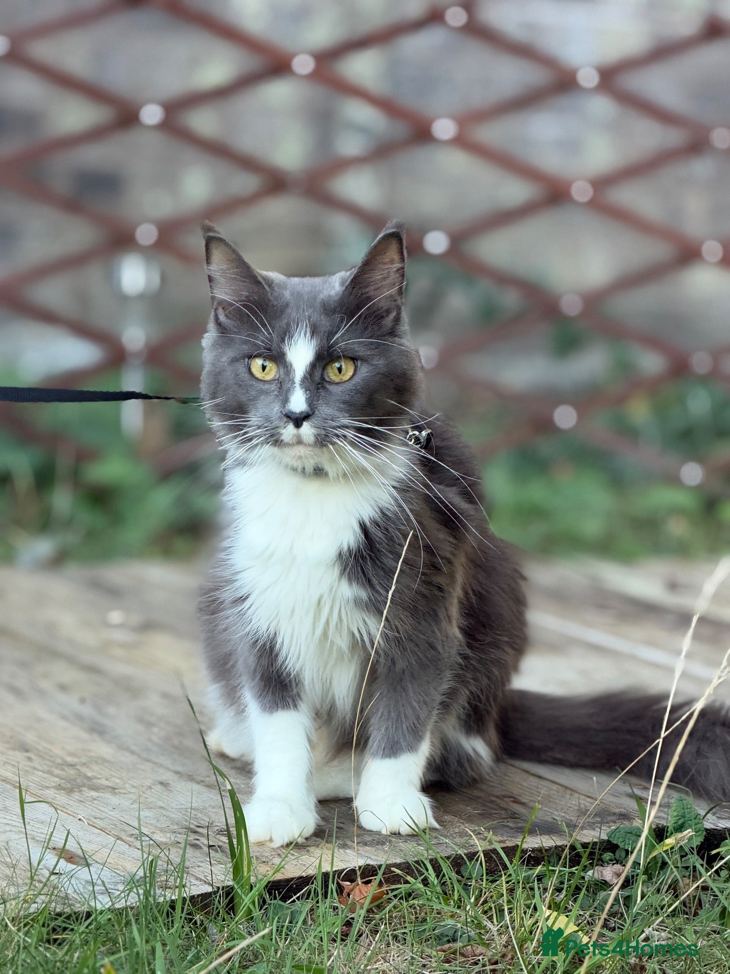 Maine Coon cats 4 adults Maine Coon - Advert 2