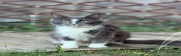 Maine Coon cats for sale: 4 adults Maine Coon - Advert 1
