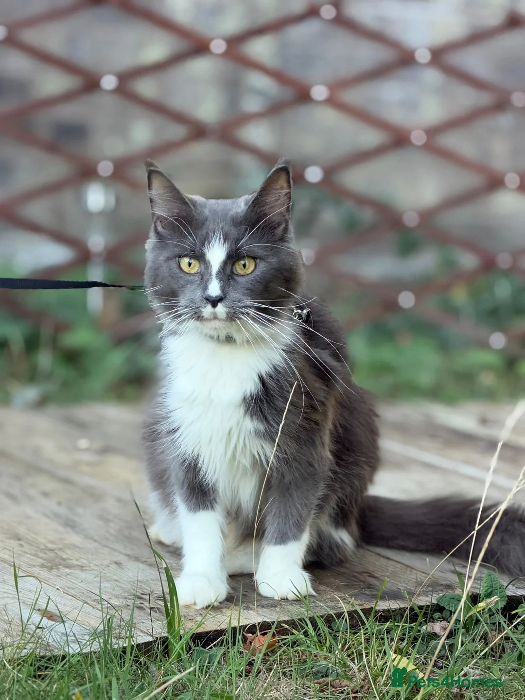 Maine Coon cats for sale: 4 adults Maine Coon - Advert 1