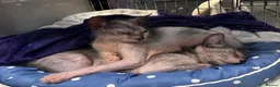 Lykoi cats for sale: LYKOI FULL PEDIGREE GCCF REGISTERED BABIES in Guildford - Advert 4