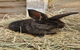 Mixed Breed rabbits for sale: Beautiful bouncy buns x  - Image 2