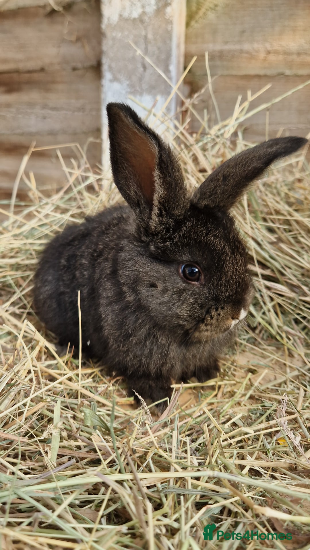Mixed Breed rabbits for sale: Beautiful bouncy buns x  - Image 2