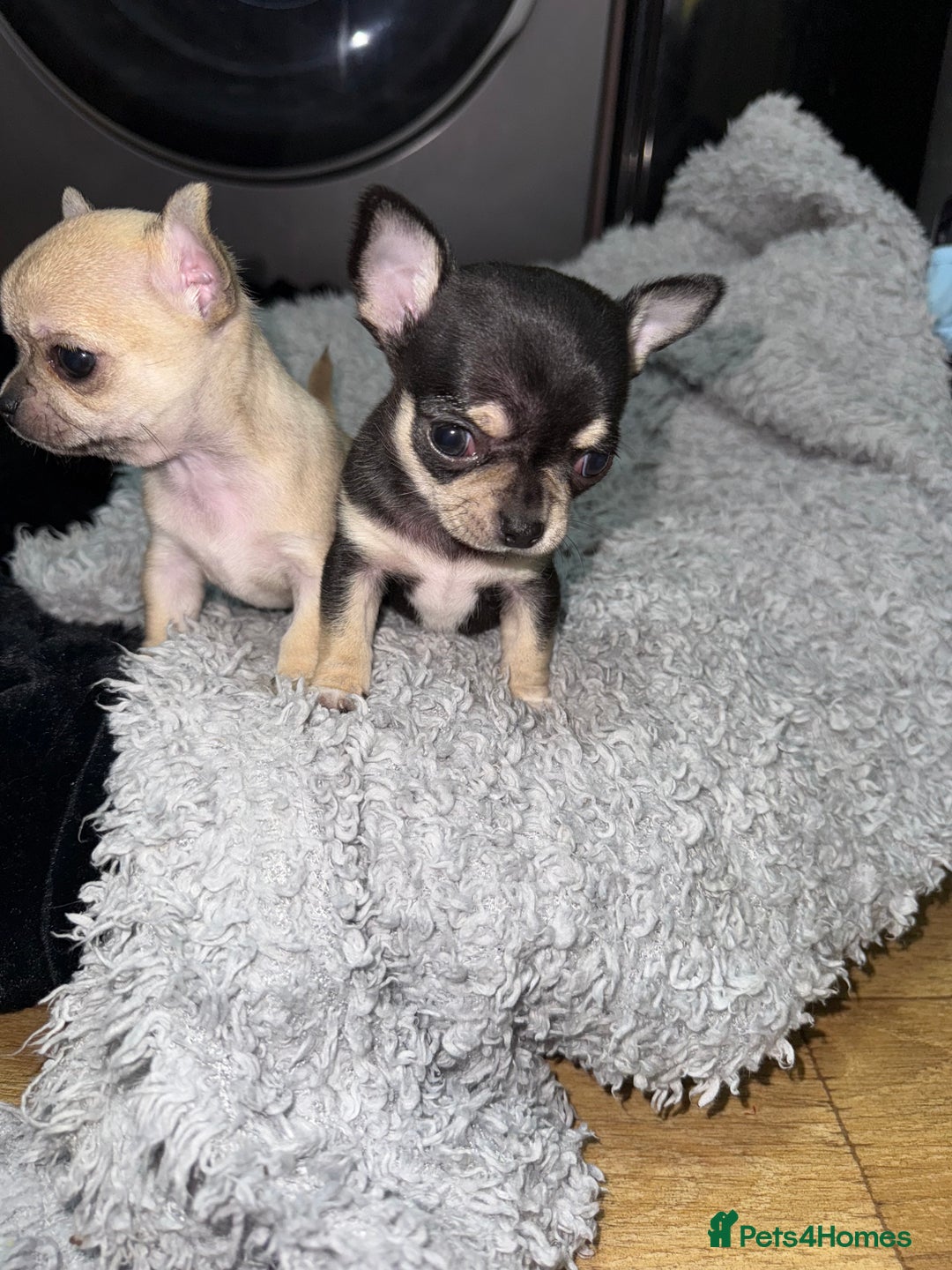 Chihuahua dogs for sale: 🩵 𝓬𝓾𝓭𝓭𝓵𝔂 𝓪𝓷𝓭 𝓹𝓵𝓪𝔂𝓯𝓾𝓵 𝓫𝓸𝔂𝓼🩵 - Image 7
